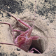A blind deep-sea lobster, spotted at Northwest Guam Seamount.